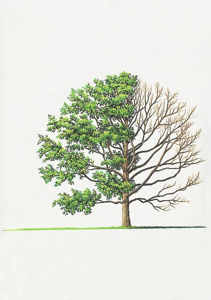 Epaulette Tree (Pterostyrax hispida)