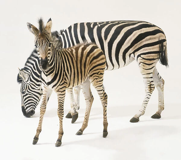 Equus burchelli (Burchells zebra, plains zebra, common zebra) Family Equidae. Mare and foal