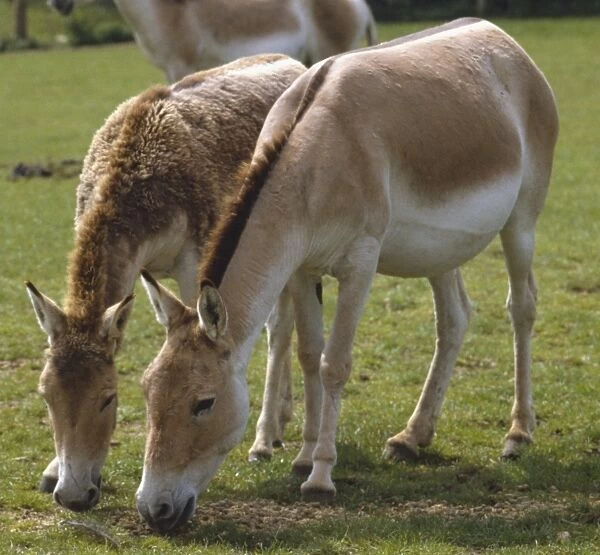 Equus hemionus kulan, two Mongolian Wild Asses grazing, yellow-brown body, pale underbelly, short erect mid-brown mane, long wispy tail, heavy head, short muzzle