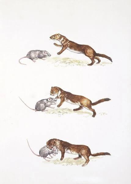Ermine (Mustela erminea) hunting, illustration