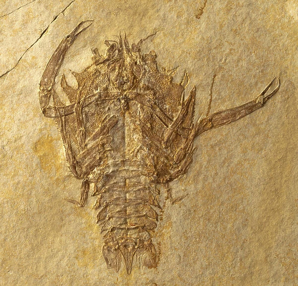 Eryon decapod crustacean, fossilised in limestone