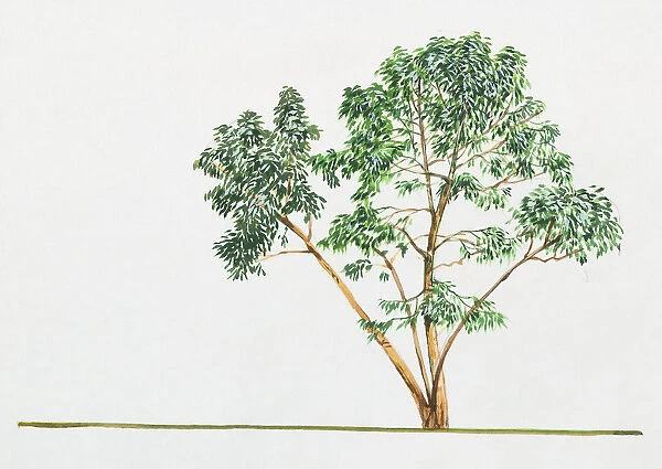 Eucalyptus perriniana (Spinning gum)