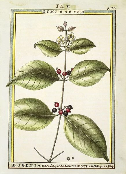 Eugenia Carthaginensis, watercolour by Delahaye, 1789