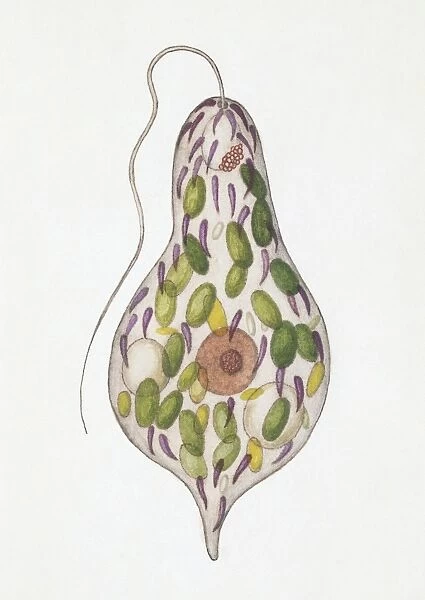 Euglenoid, illustration