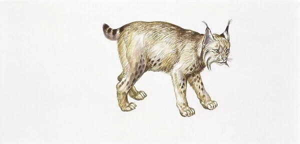 Eurasian lynx (Lynx lynx), illustration