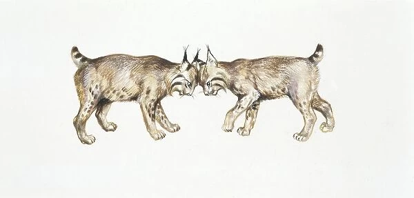 Two Eurasian lynxes (Lynx lynx) head to head, illustration