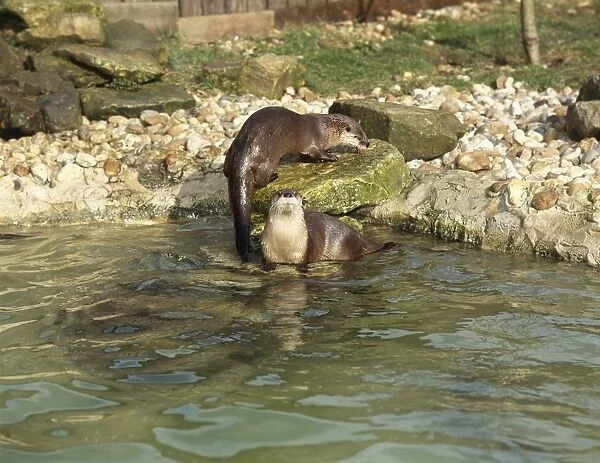 Two Eurasian Otter (Lutra lutra) in water and on rock