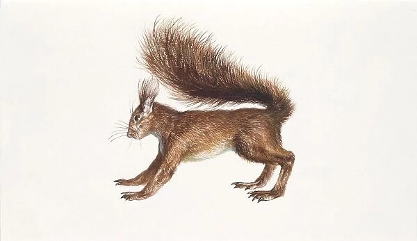 Eurasian red squirrel (Sciurus vulgaris) sitting in tree with nest, illustration