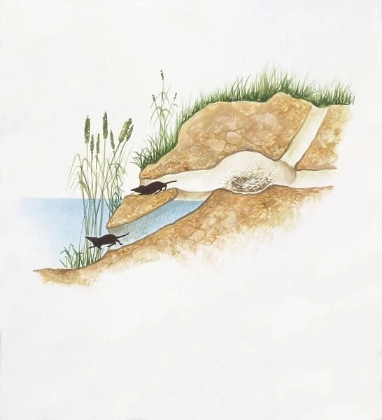 Eurasian Water Shrew (Neomys fodiens), illustration