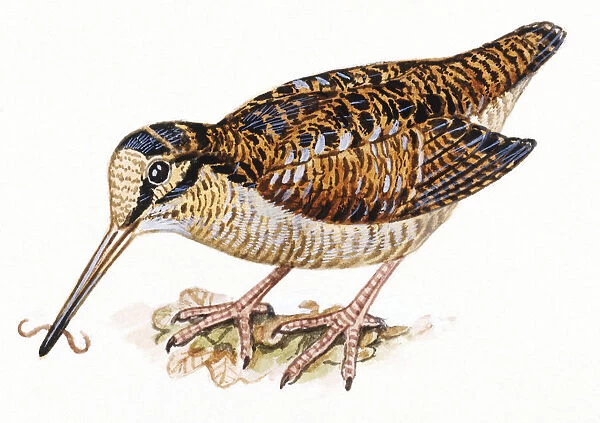 Eurasian Woodcock, Scopolax rusticola