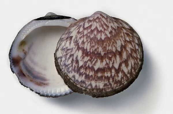 European Bittersweet clam shell