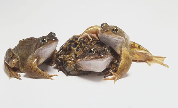 Three European Common Frogs (Rana temporaria), smaller frog leaning on larger one