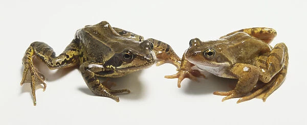 Two European common frogs (Rana temporaria) side by side