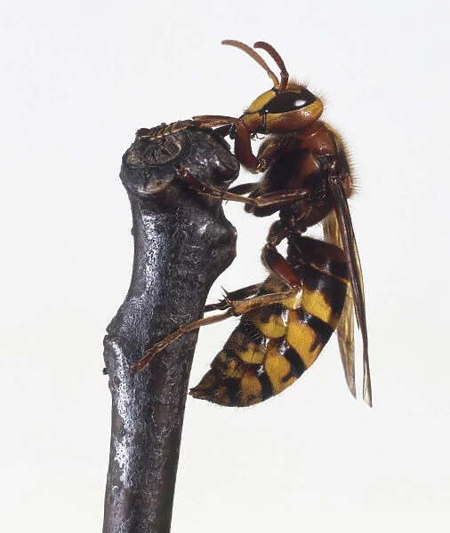 European Hornet (Vespa crabro) perched on branch, side view, close up