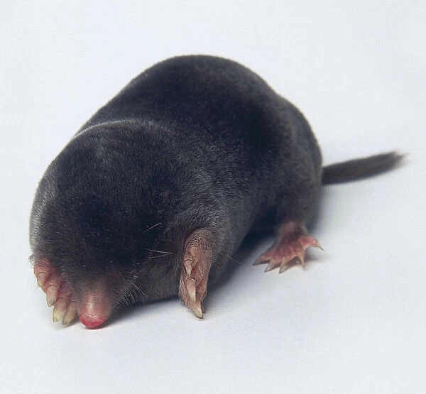 European Mole (Talpa europaea) lying on its front, front view