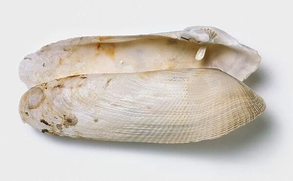 European piddock (Pholas dactylus) shell
