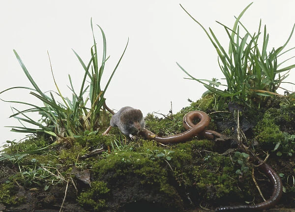 European pygmy shrew (Sorex minutus) in grass, eating an earthworm