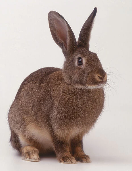 European Rabbit (Oryctolagus cuniculus) stitting with pricked ears