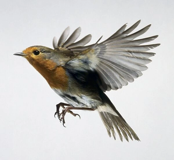 European Robin (Erithacus rubecula) in flight, side view, close up