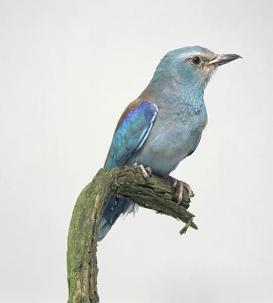 European roller (Coracias garrulus), blue bird on perch