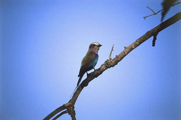 European Roller, Coracias garrulus, perching on treetop branch, partially silhouetted against deep blue sky, side view