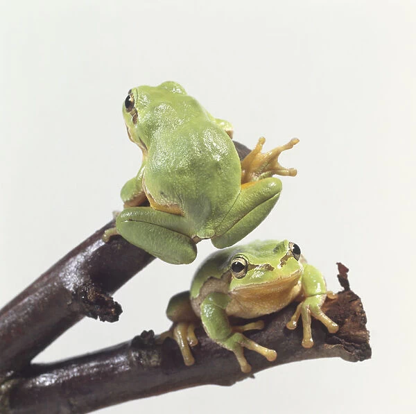 European Treefrogs (Hyla arborea), front and rear view of two light green frogs crouching on branches