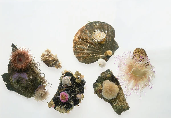 Examples of sea anemones and corals on rocks and shells, including snakelocks anemone, beadlet anemone, plumrose or frilled anemone, wartlet anemone, sagartia anemone, cup coral