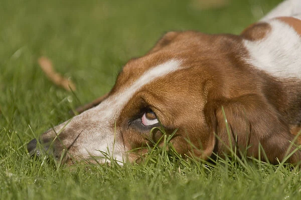 Exhausted Basset Hound lying on grass with head down