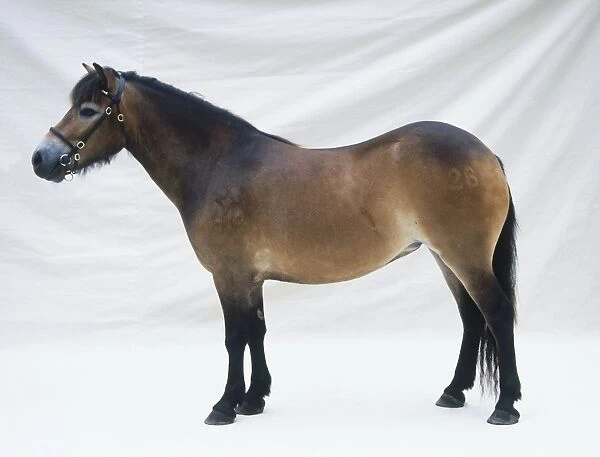 Exmoor pony, standing, brand number on hind leg, side view