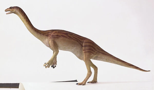 External features of a Anchisaurus