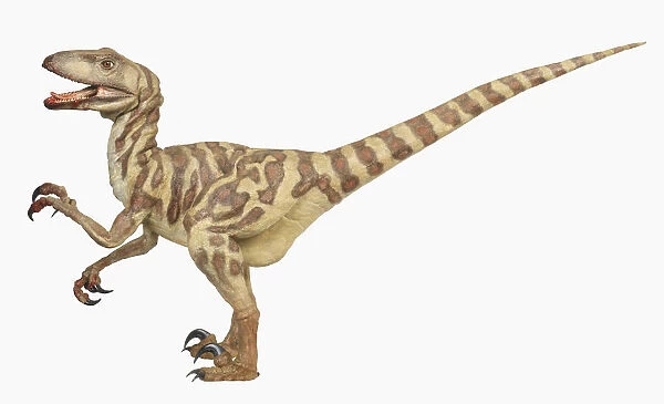 External features of Deinonychus: Side view of dinosaur with mouth open and tail extended