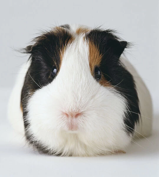 Front Facing Head Of A Guinea Pig With Black Ears, White Nose And Light Brown Markings Around The Eyes