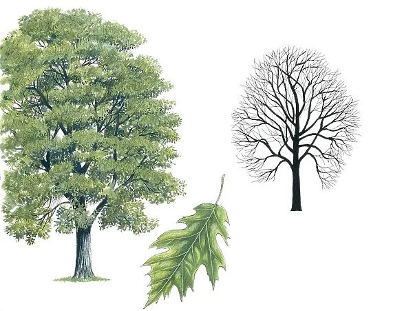 Fagaceae - Northern Red Oak Quercus rubra, illustration