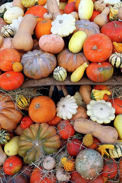 A fall display of pumpkins at a fruit market. Saint-Gervais. France