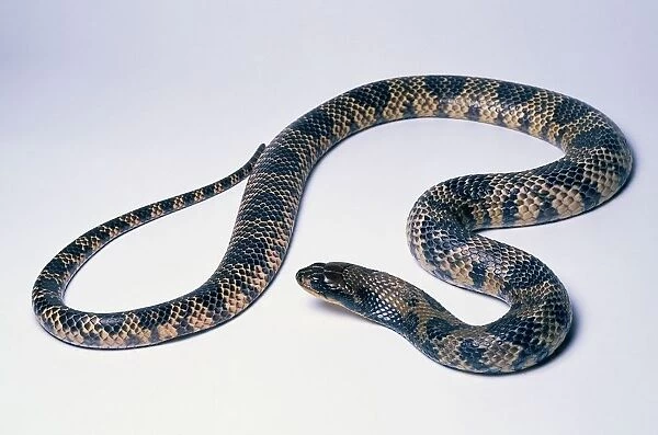 False water cobra (Hydrodynastes gigas), semi-aquatic snake