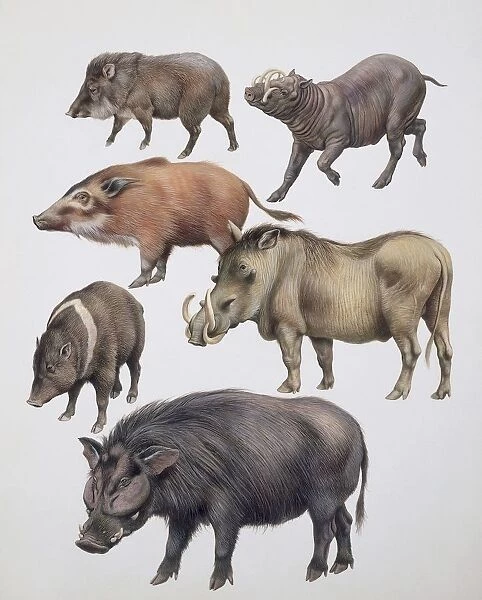 Family of wild boars