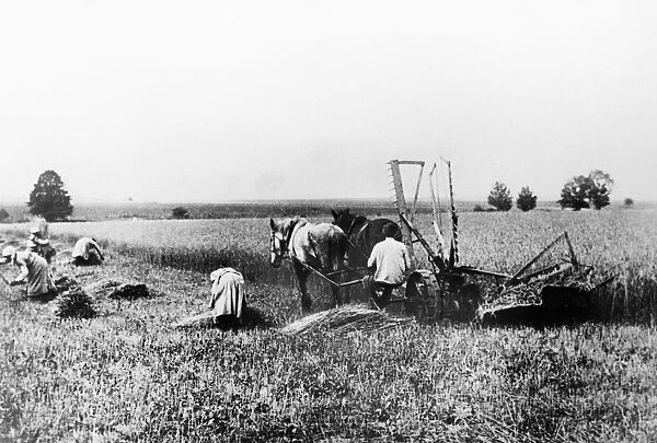 Farmers harvesting grain in the 1920s, ussr