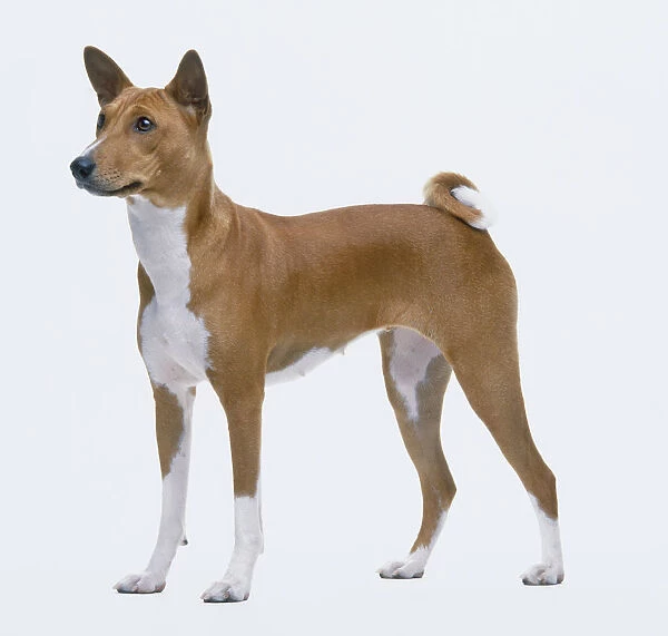 Female Basenji dog, standing, side view