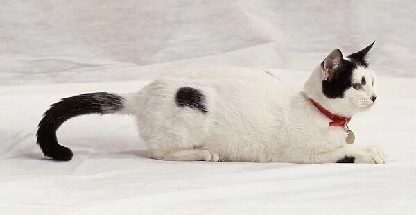 A female, black and white cat lying down, side view