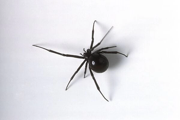Female black widow spider (Latrodectus mactans), view from above
