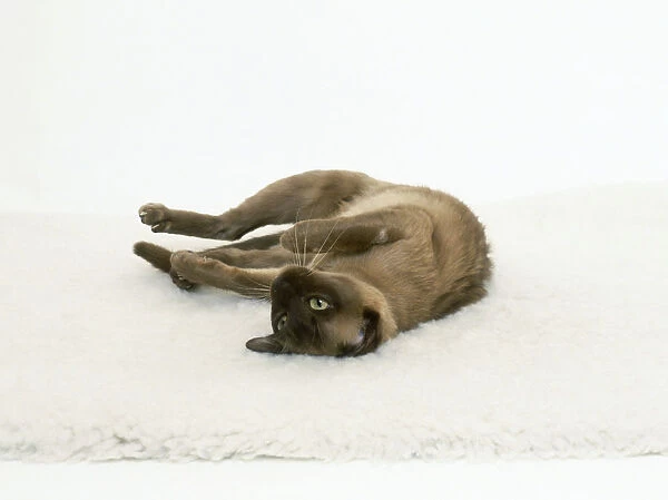 Female cat lying on side, paws outstretched