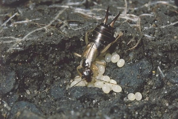 Female Earwig protecting her eggs