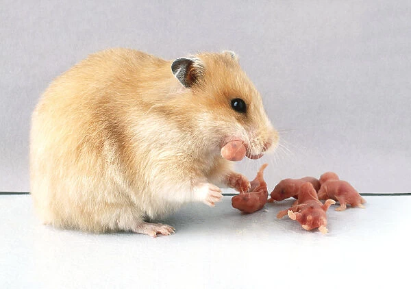 Female hamster eating one of her newborn litter