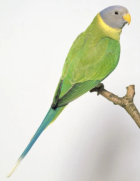 Female Plum-Headed Parakeet