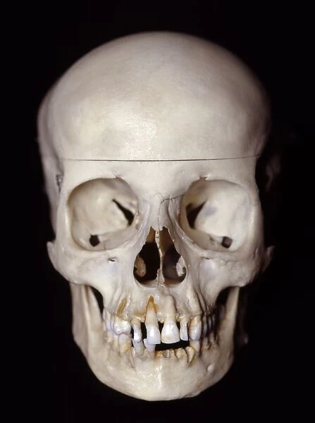 Female skull, front view