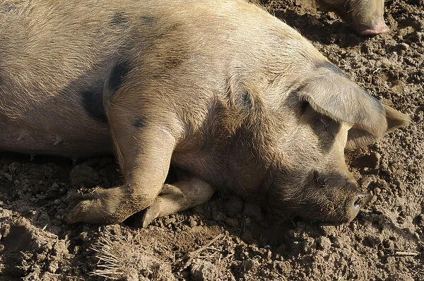 Female, spotted pig lying down on soil, close-up, side view