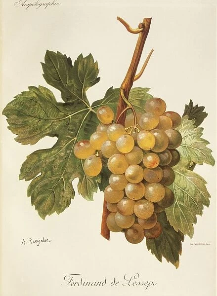 Ferdinand de Lesseps grape, illustration by A. Kreyder