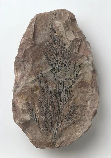 Ferns - Onychiopsis: Onychiopsis fern fossilised in siltstone, close-up