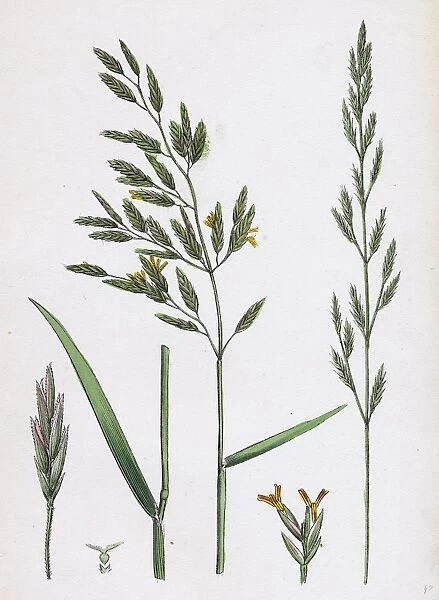 Festuca pratensis, var. genuina, Meadow Fescue-grass
