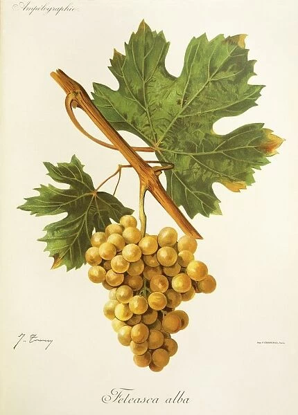 Feteasca Alba grape, illustration by J. Troncy